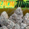 Jungle Boys Lemon Mints