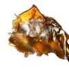 Rosin