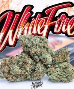 Jungle Boys White Fire