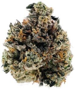 Ghost OG Strain