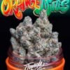 Jungle Boys Orange Mints